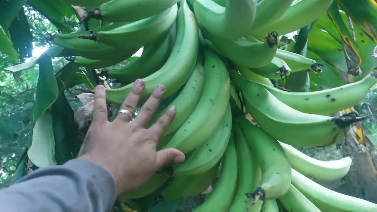 Mostrando a roça em final de colheita
