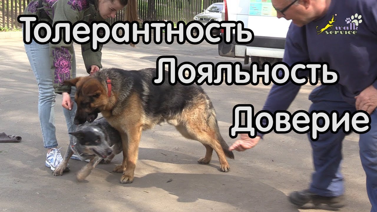 Немецкая овчарка, работа по контролю поведения, повышение толерантности, социализация