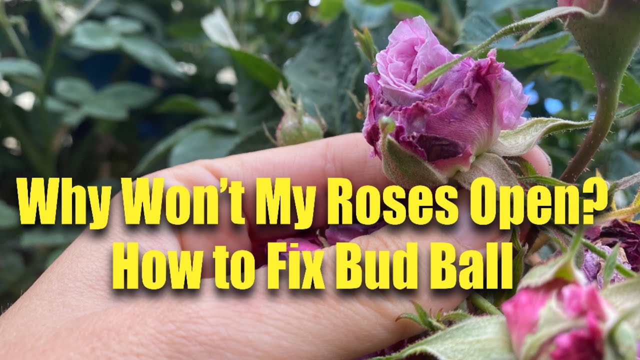 Help! My Rosebuds Won&rsquo;t Open! Understanding Bud Ball on Roses