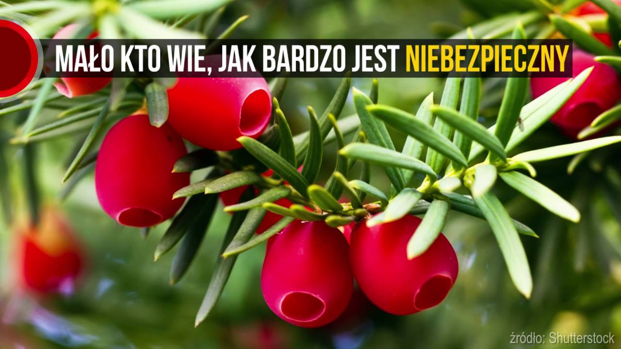 Te rośliny mogą zabić! Uważaj na nie podczas spacerów