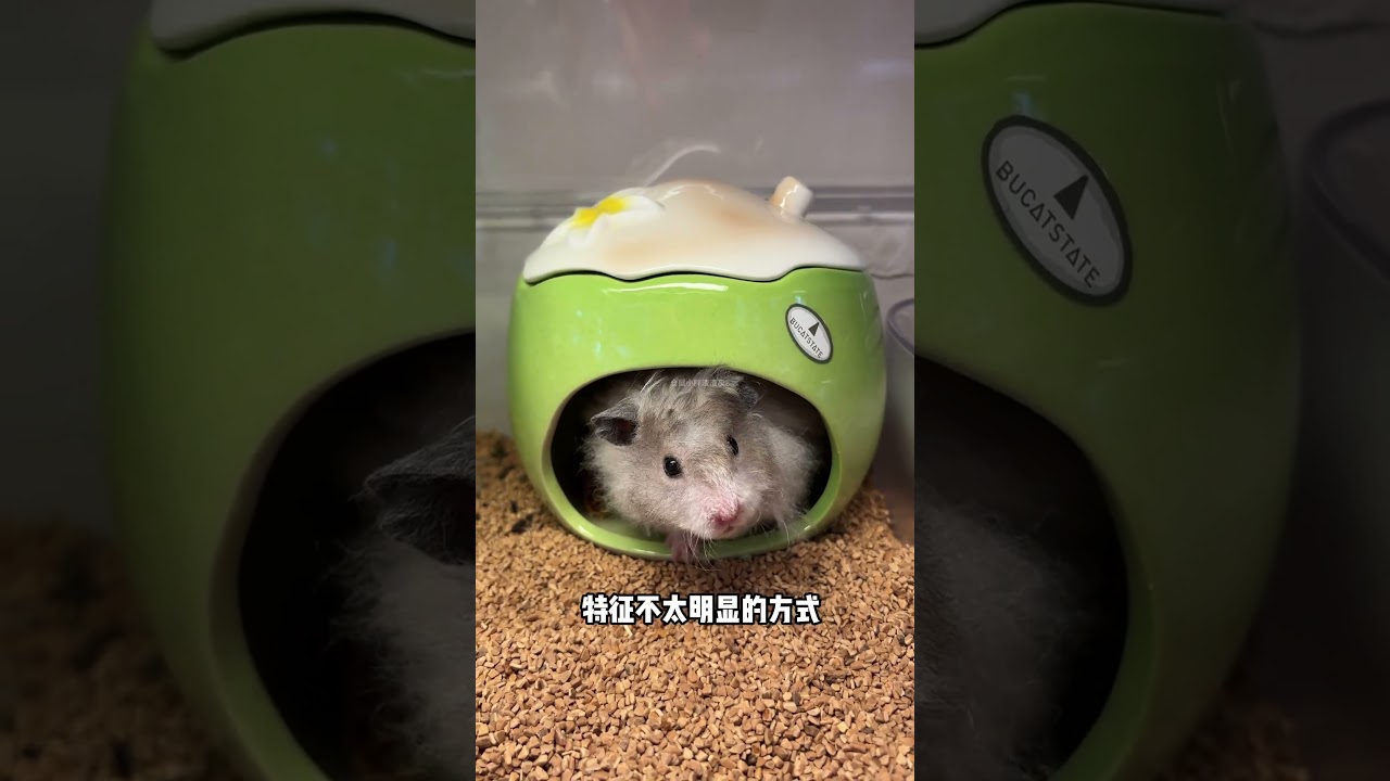 为什么一个鼠笼只能养一只仓鼠？仓鼠 金丝熊 新手养仓鼠指南