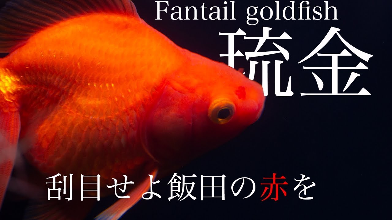 【飯田産琉金】 極上の赤 生体導入 Fantail goldfish 金魚 を イソジンでトリートメント 【アクアリウム】