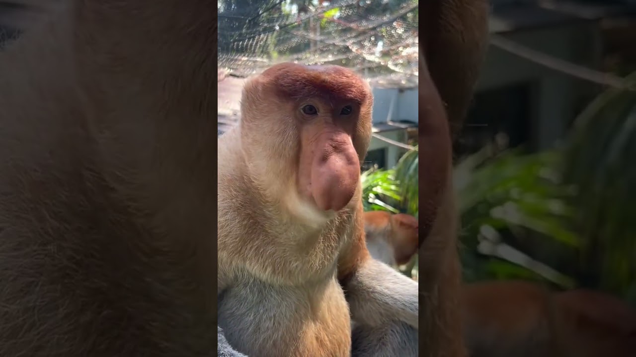 Mischievous Monkey Moments