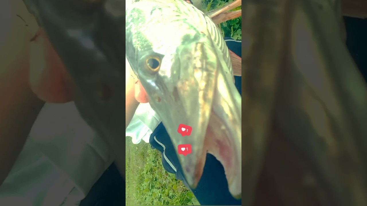 Pike Catch in Italy 2024 🎣 Fishing Moment on Italian Lake