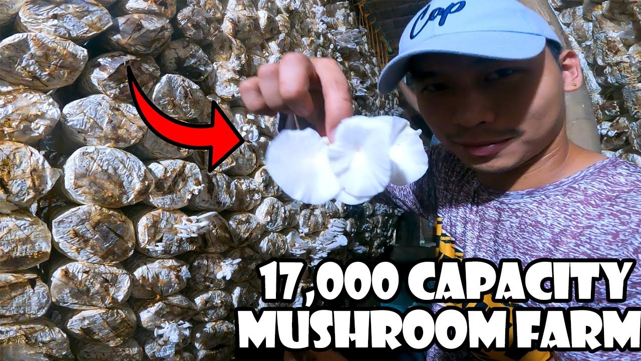 17,000 Fruiting Bags Capacity White Oyster Mushroom Farm
