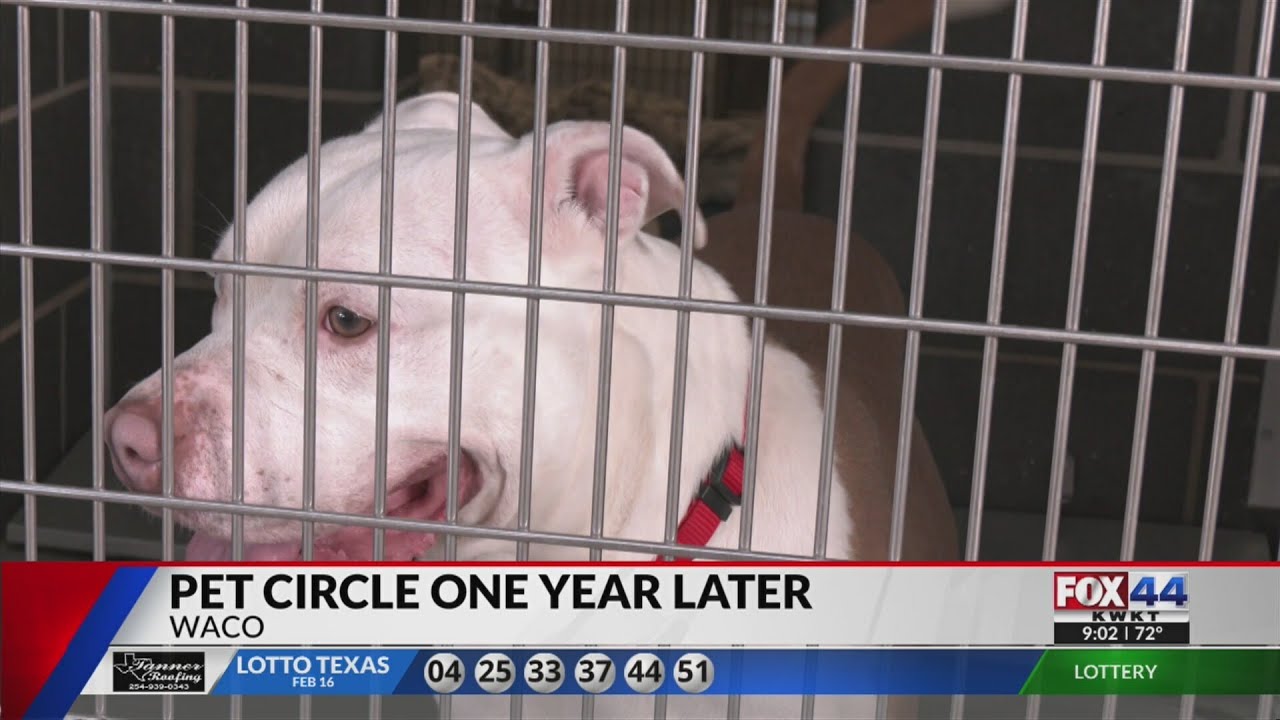 Pet Circle Shows Progress in Adoptions, Care, and Community Programs