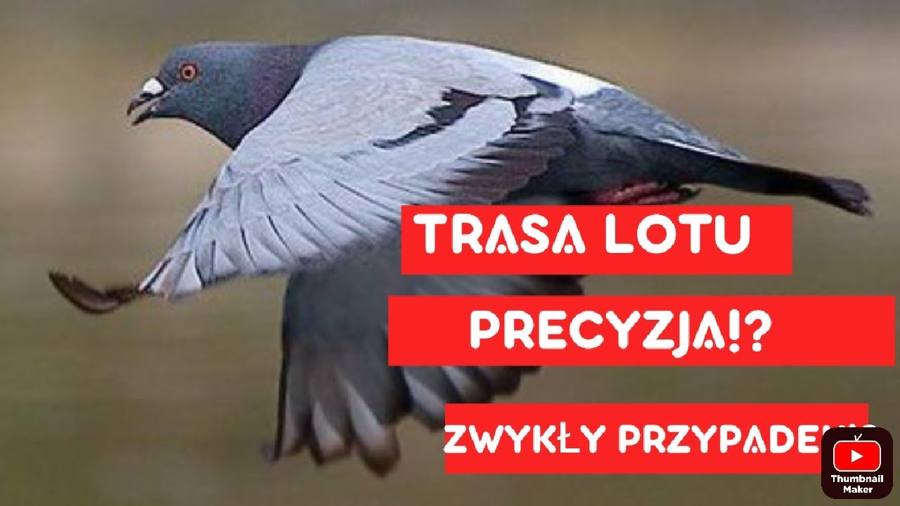 GOŁĘBIE POCZTOWE - TRASA ICH LOTU PRZYPADEK CZY PRECYZJA??