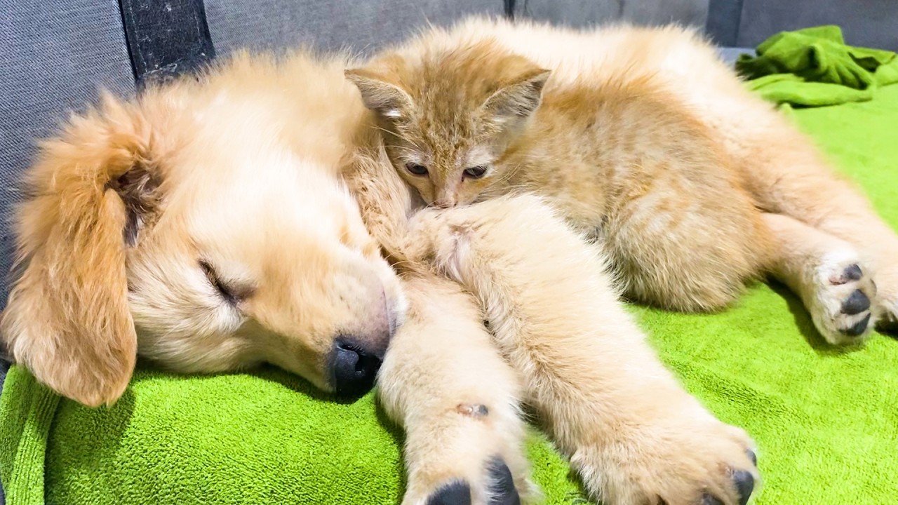Poor Orphaned Kitten, She sees The Golden Retriever as Her Mother