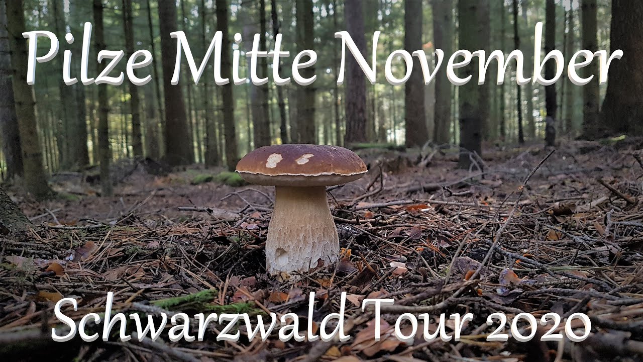 Pilze Mitte November - mushrooms 2020