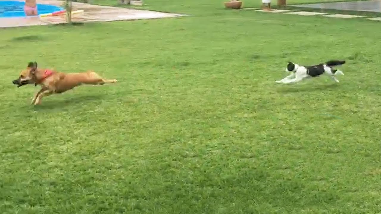 Funny Pet Moments That Made My Day 😂🐾 #3