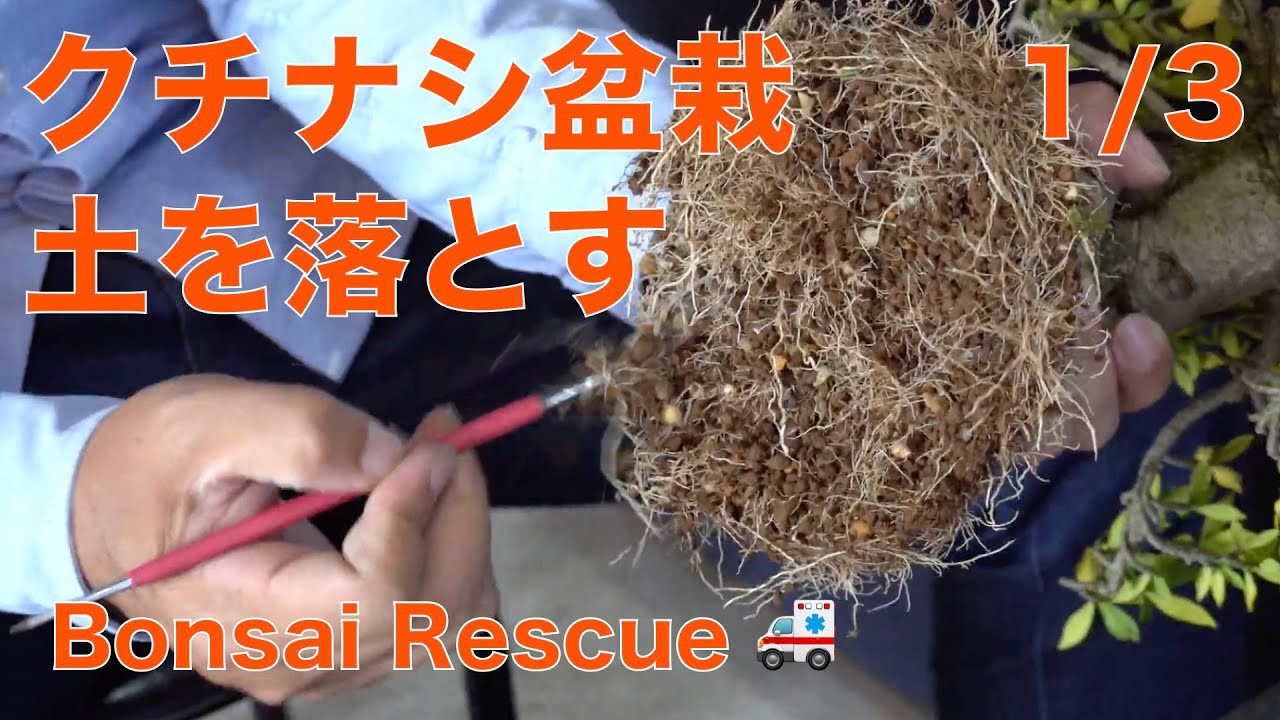 救出 ! 1/3 くちなし盆栽・ 土を落とす