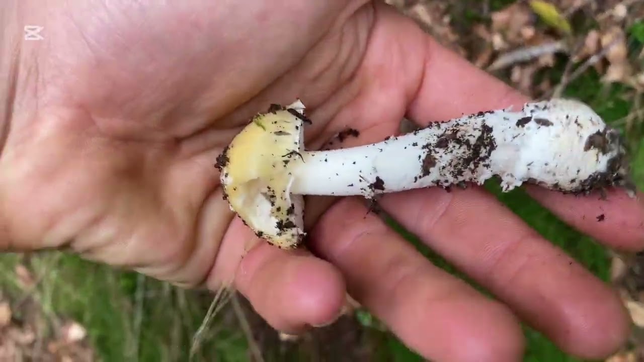 Schweizer sucht Pilz in Lörrach Teil 2 