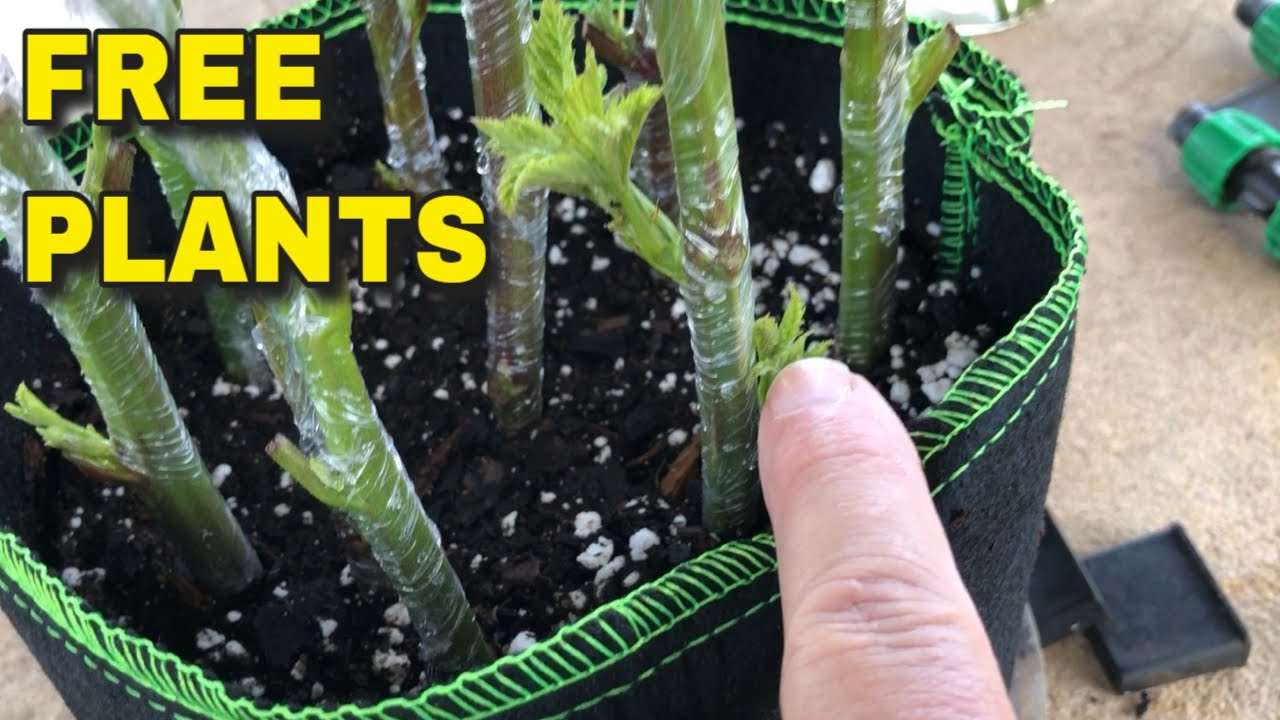 WILL IT WORK THIS TIME? - PROPAGATING BLACKBERRIES IN THE SUMMER