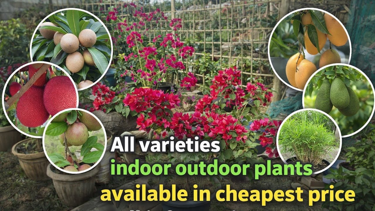 All varieties plants stock available 😱 full gide ??