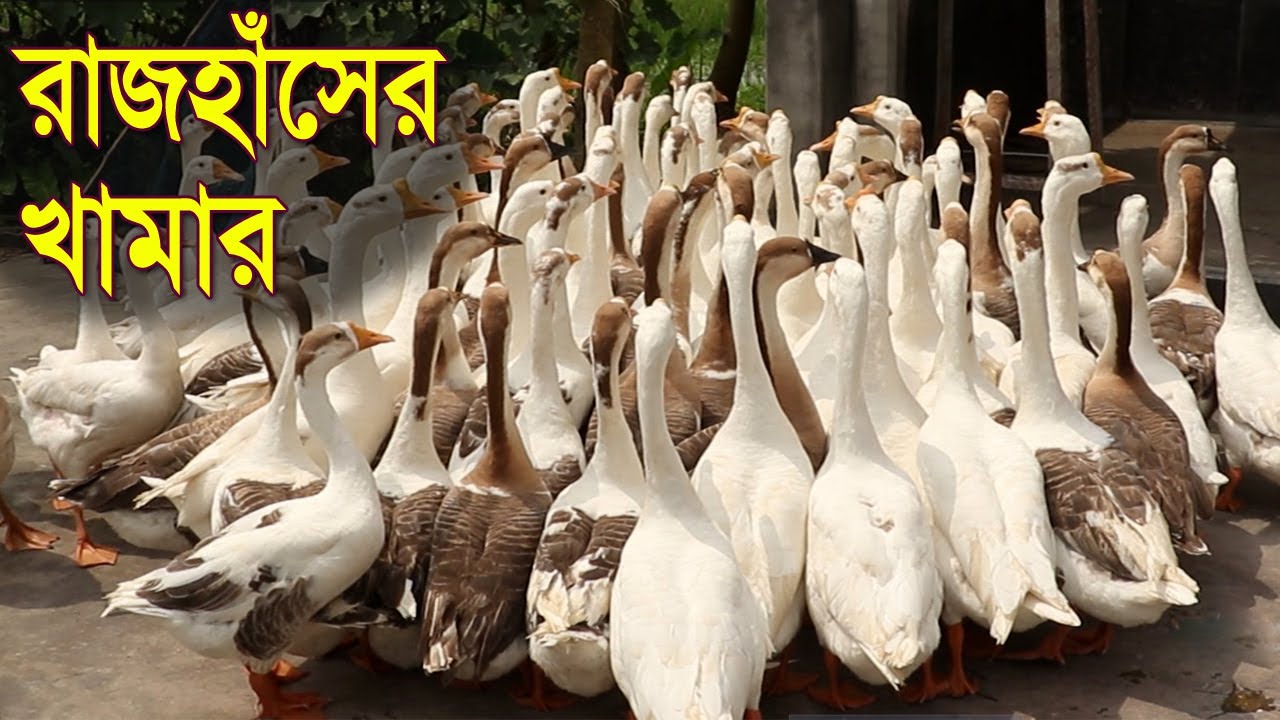 রাজহাঁসের খামার | ২টি থেকে ১৫০টি রাজহাঁস | রাজহাঁসের লালন পালন | Safollo Kotha Ep 83