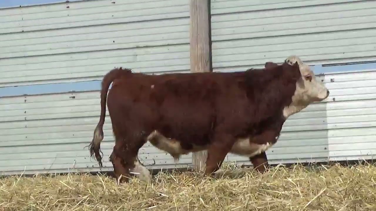 059BM Lot 18 Working Mans Bull Sale