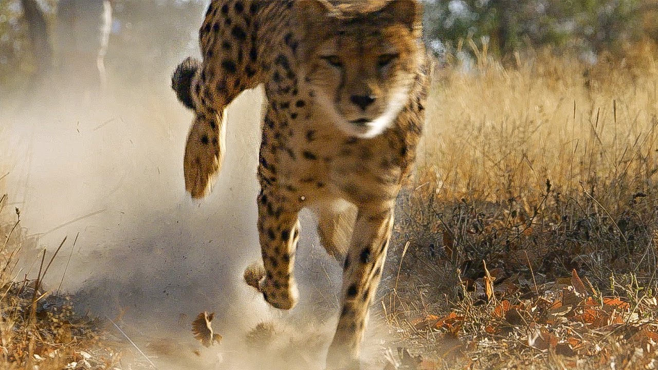 Cheetah Practices Hunting Before Release into the Wild | BBC Earth