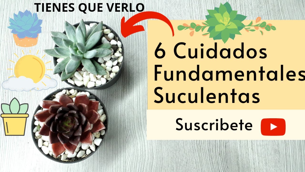Como Cuidar Suculentas En Casa (6 cuidados fundamentales) | Jard&iacute;n de la chita