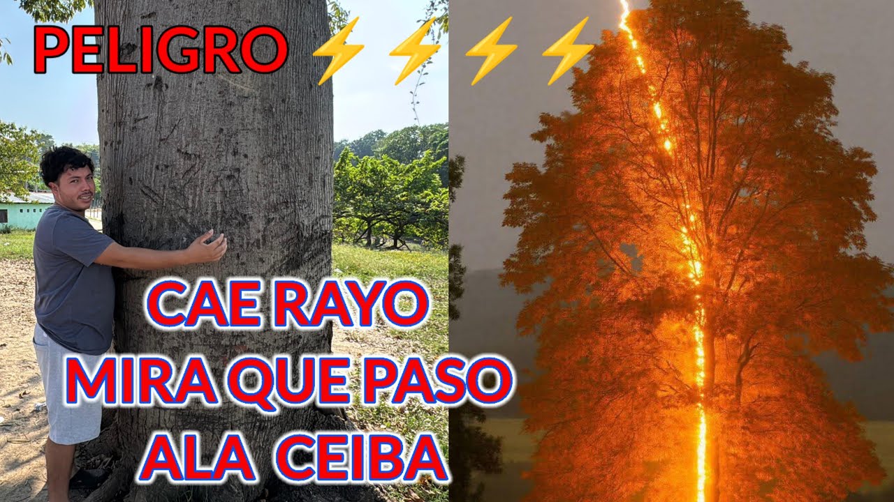 UN RAYO CALLO JUSTO EN EL ARBOL DONDE ESTA EL GRUPO DE DAVID 😱