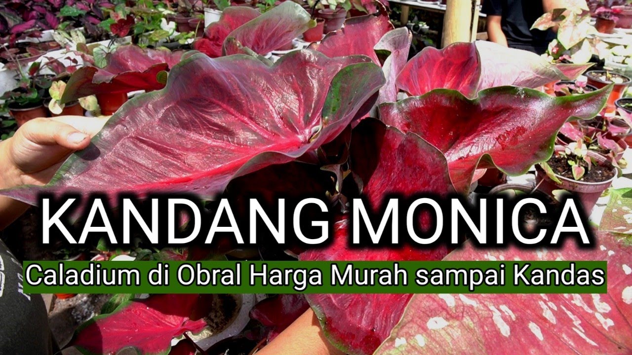 Perdana Grebek Kandang Caladium Monica, Cek yuk Jenis dan Harga Terbaru | omded tv jalan - jalan 146