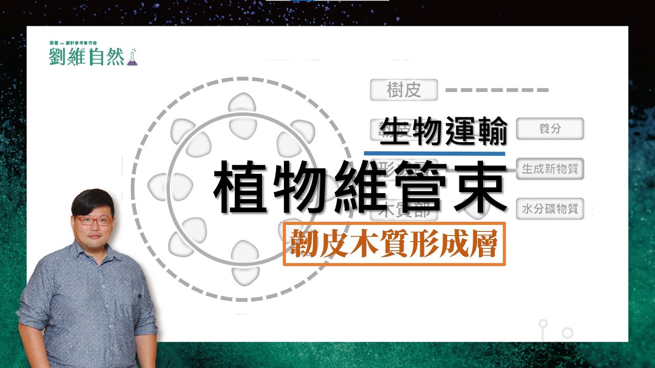|生物教學|108課綱|維管束|會考歷屆詳解分析|國中生物  (Vascular bundle)