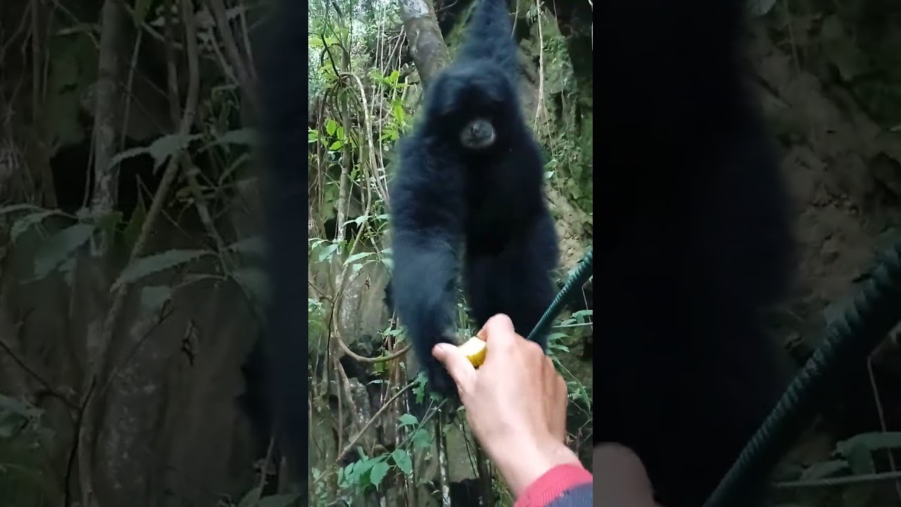 SEKELOMPOK SIAMANG SUDAH JINAK
