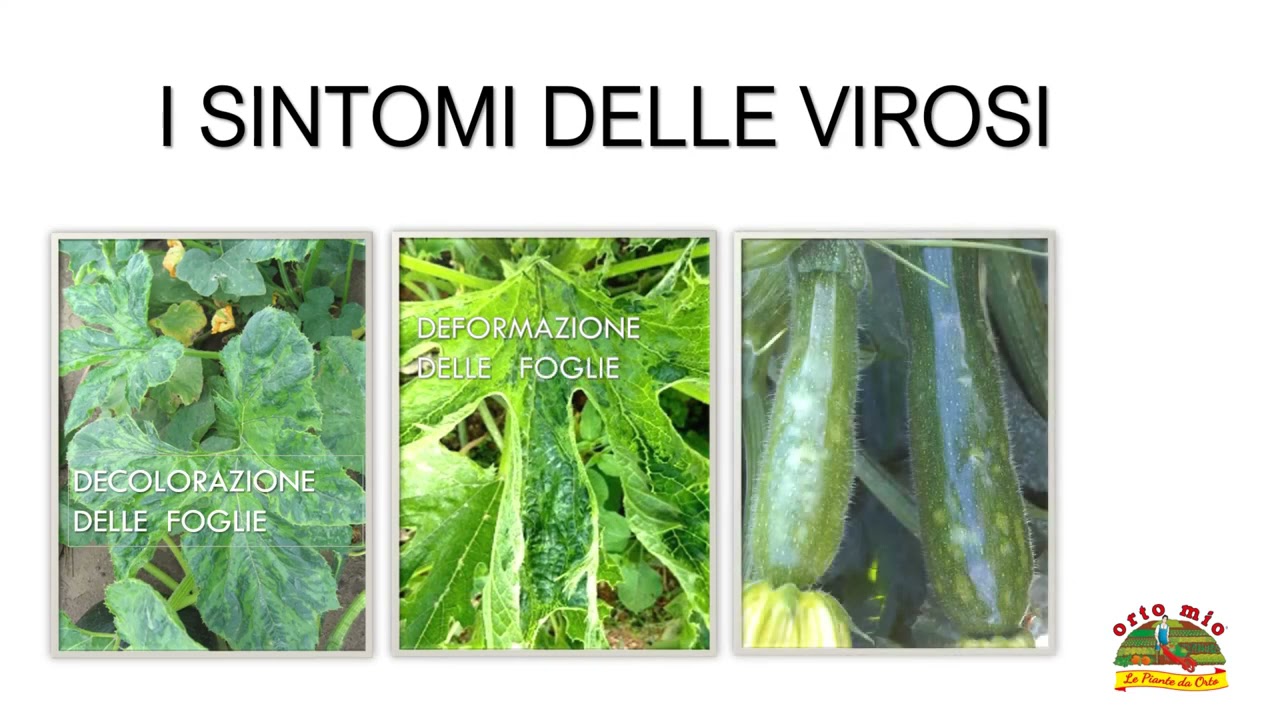 Video lezione Orto Mio n.13 -  RACCOGLIERE LE ZUCCHINE O ZUCCHINI