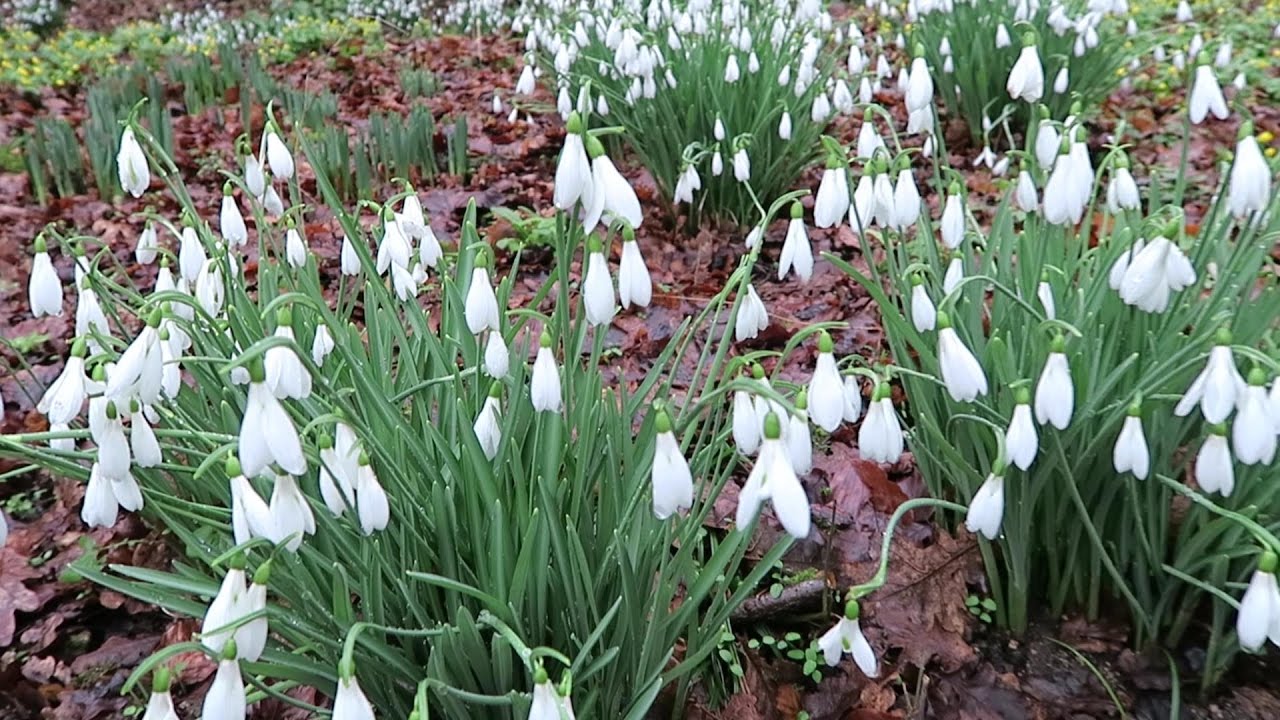SNOWDROP PLANTING TUTORIAL NUMBER ONE
