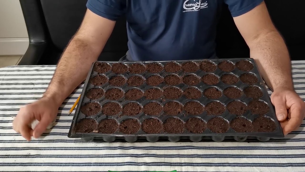 CUM FACEM RASAD DE CASTRAVETI SI SFECLA ROSIE !
