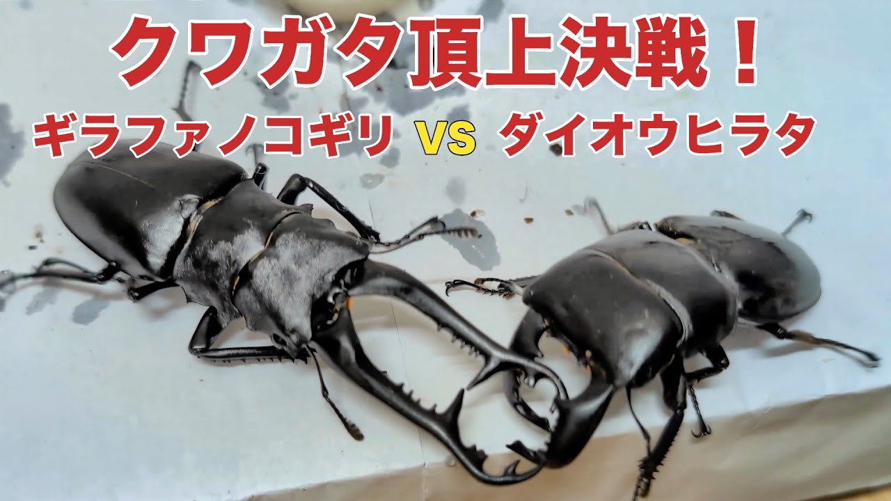 【クワガタ頂上決戦】ギラファノコギリvsダイオウヒラタ