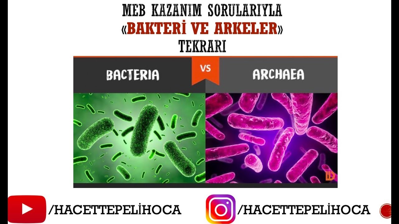 MEB KAZANIM SORULARIYLA BAKTERİ VE ARKELER TEKRARI #hacettepelihoca