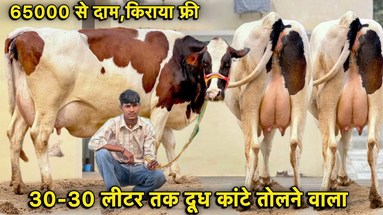 30-30 लीटर तक दूध कांटे तोल का,7 गाय बिकाऊ👌60000 में ख़रीदो गाय👍High Milking Cows For Sale 