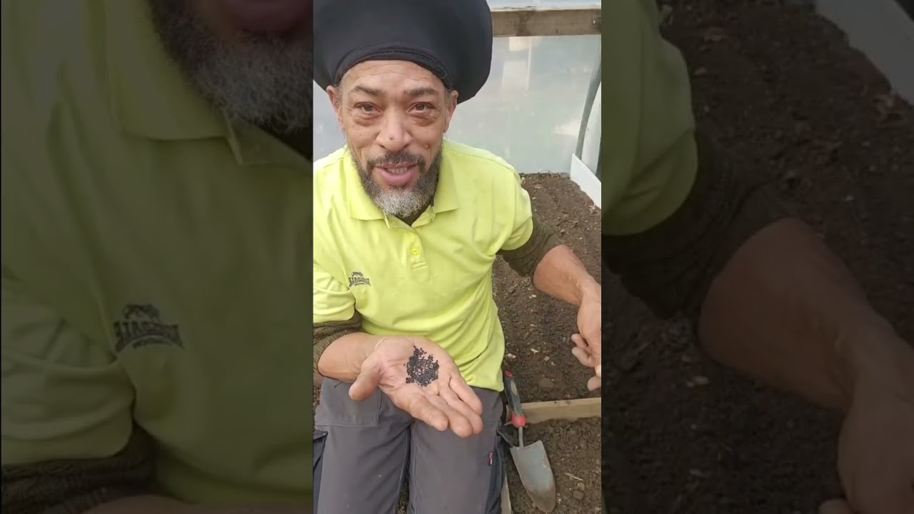 Plant Onion Seeds THIS Way for Maximum Harvest #short