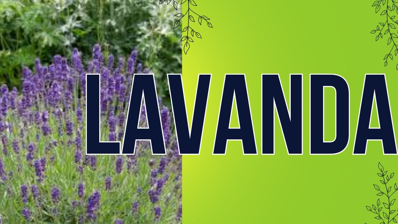 Cómo Reproducir por esquejes y conoce más de esta planta!