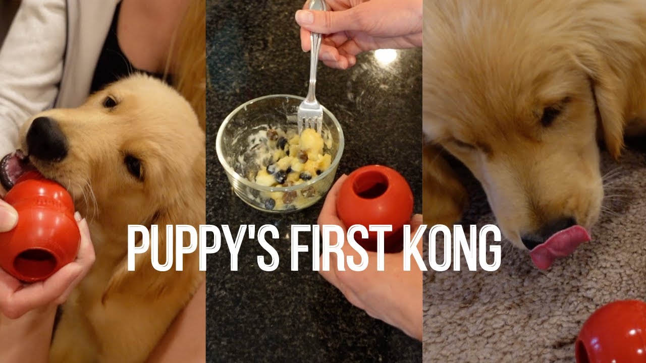 Puppy Gets His First Kong | Golden Retriever Puppy