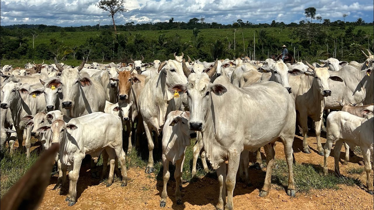 Manejo reprodutivo fazenda lua nova (ultrassonografia e início de protocolo para IATF)