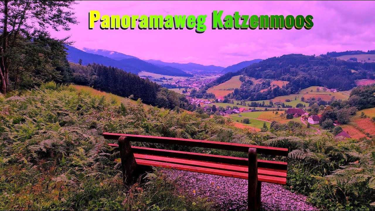 Premiumweg Katzenmooser Höhe bei Elzach im Schwarzwald 🌲🐿🐄