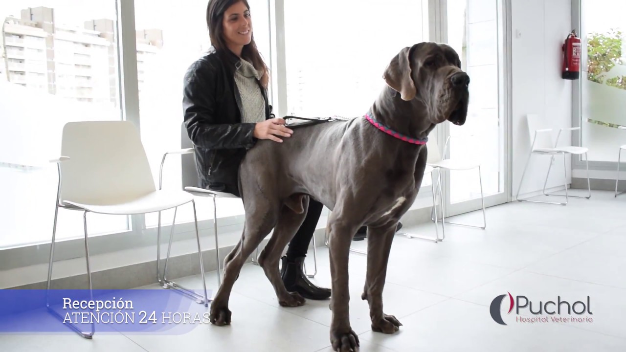Hospital Veterinario Puchol | Referencia y Especialidades
