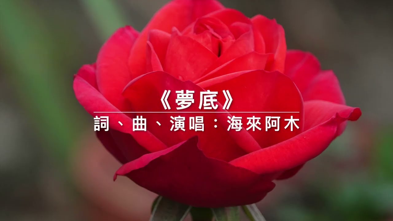 2026春晚最入心的一首歌《夢底》，虽然伤感却带着温暖，虽然排在零点以后，却不减人们对他的喜爱，图片库里存了二十多万张图片竟找不到一张最应景的，就用一支自己种的红玫瑰吧#梦底#海来阿木#夢底#海來阿木