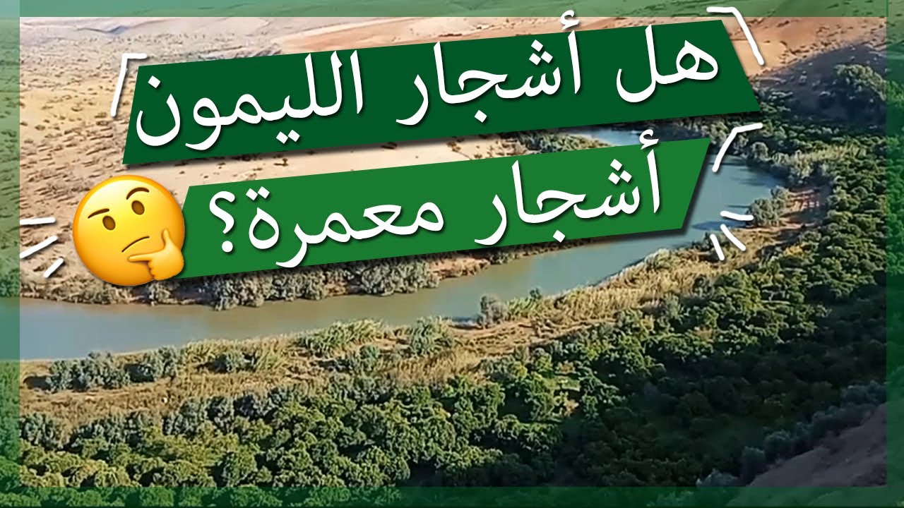 هل أشجار الليمون أشــجار معـــمرة أم لا؟ | لنكتشف الجواب معا