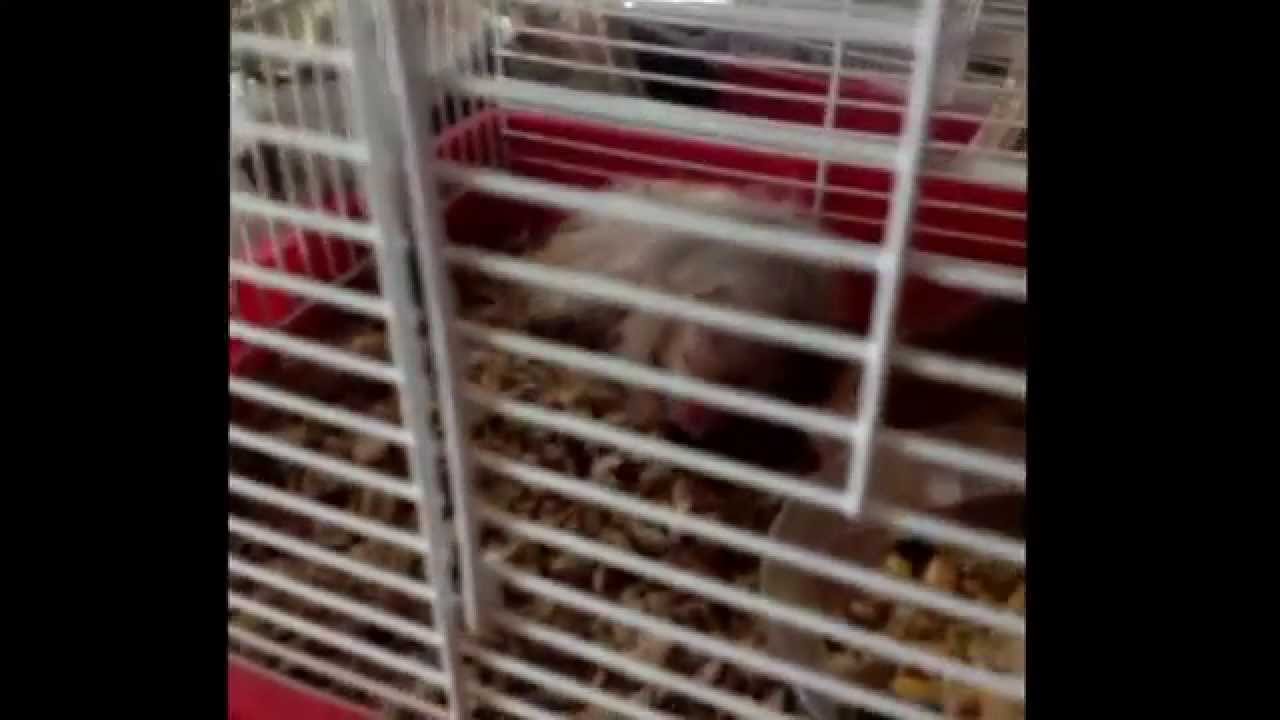 Vine2