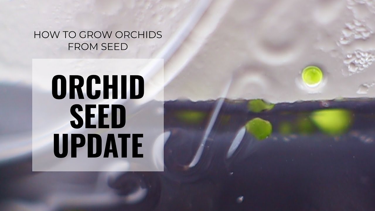 Orchid Seeds Update - A year later, how are the flasked seeds doing?