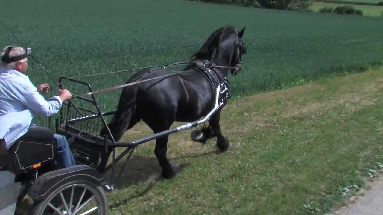 SPECTACULAR FRIESEN MODELL STUTE SPEKTAKULÄR