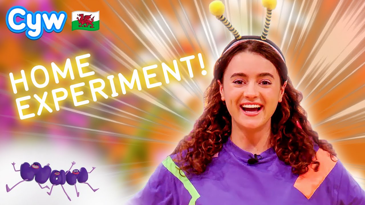 Waw! Gwenyn - Arbrawf Adref 🏠 Home Experiment | Welsh Science for Kids 🏴󠁧󠁢󠁷󠁬󠁳󠁿