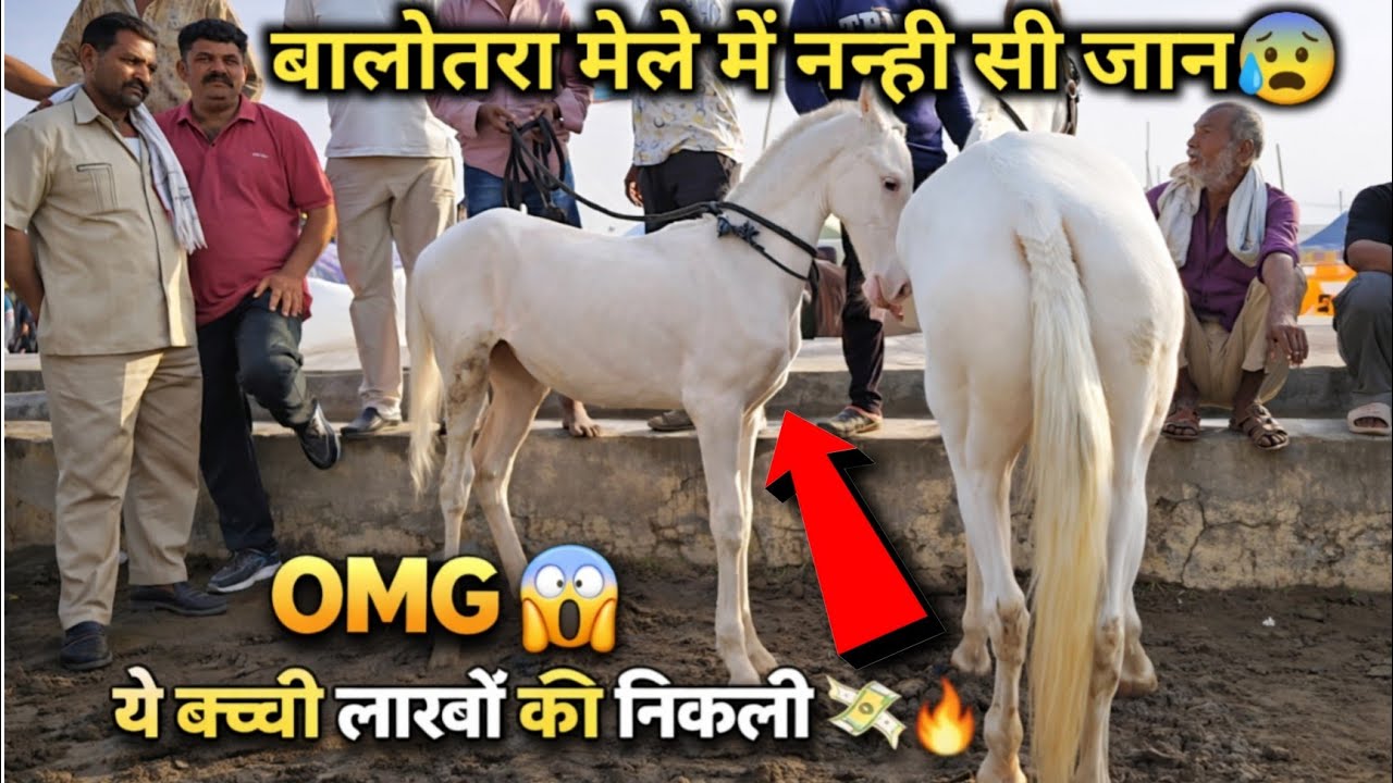 Omg नन्ही बच्ची का Price लाखों में 😱💸|| Balotra Mela 2026 में घोड़ा-घोड़ी की धूम 🥳