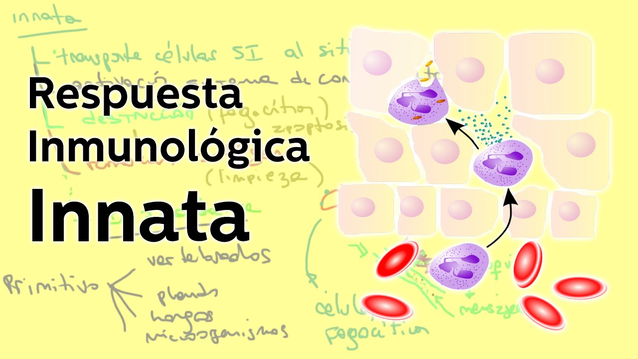 La respuesta inmunológica innata - Biología - Educatina