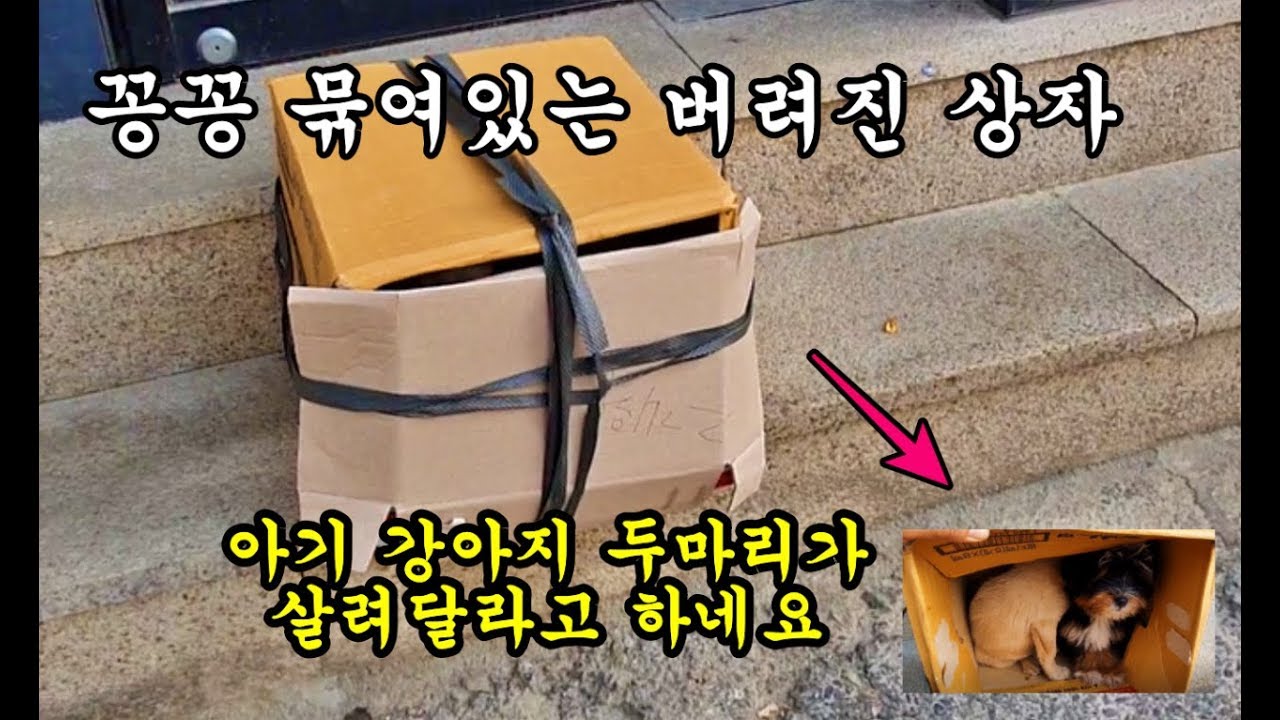 상자에 꽁꽁 묶여서 길가에 버려진 어린 강아지