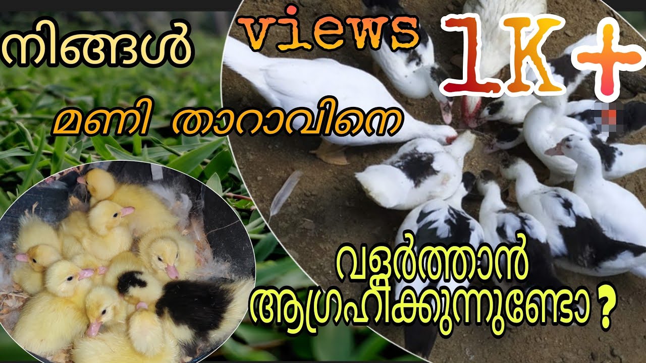 മണിത്താറാവിനെ വളർത്താൻ ആഗ്രഹിക്കുന്നവർ അറിഞ്ഞിരിക്കേണ്ട കാരൃങ്ങൾ | Little Jenny Studio | Flying duck