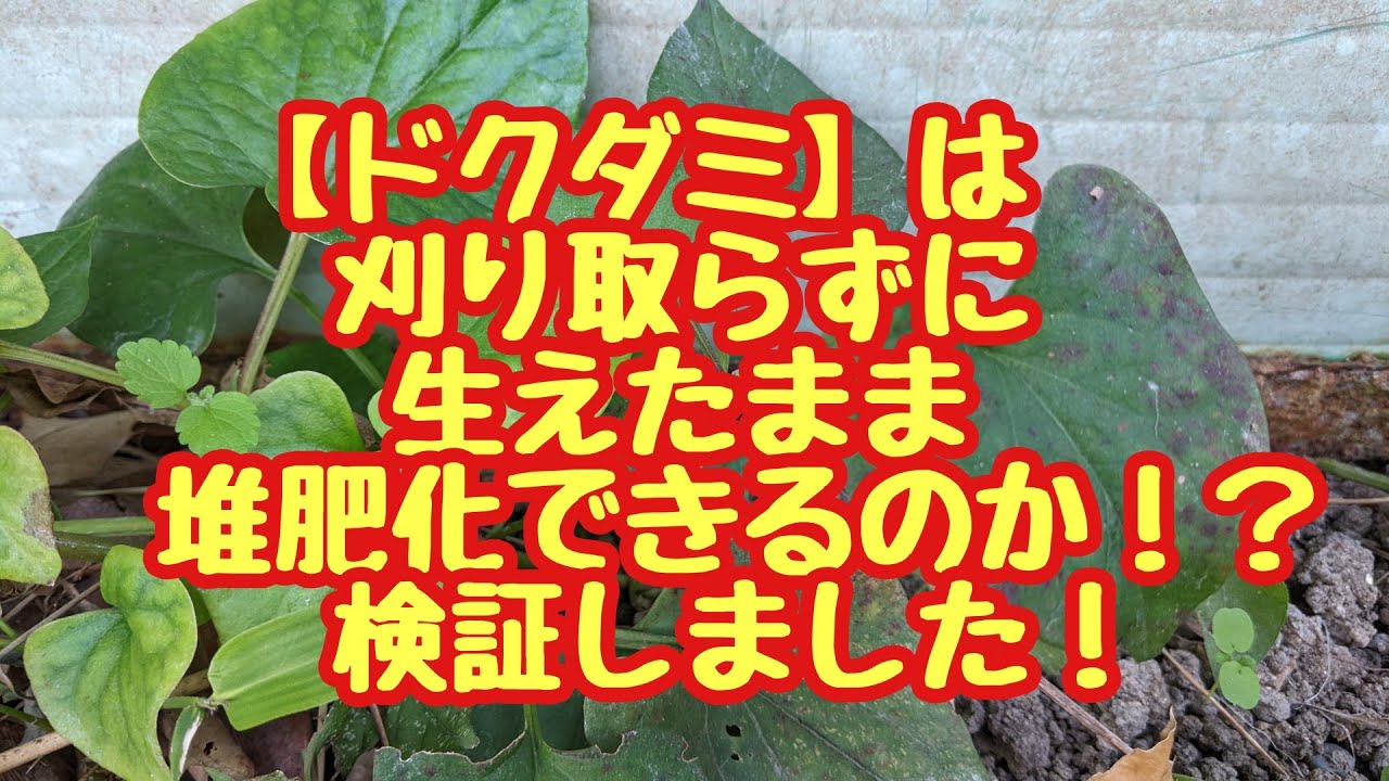 【刈り取らずに堆肥づくりにチャレンジ】日陰でも育つ【ドクダミ】は刈らずに堆肥が出来るのか❗❓検証しました😁
