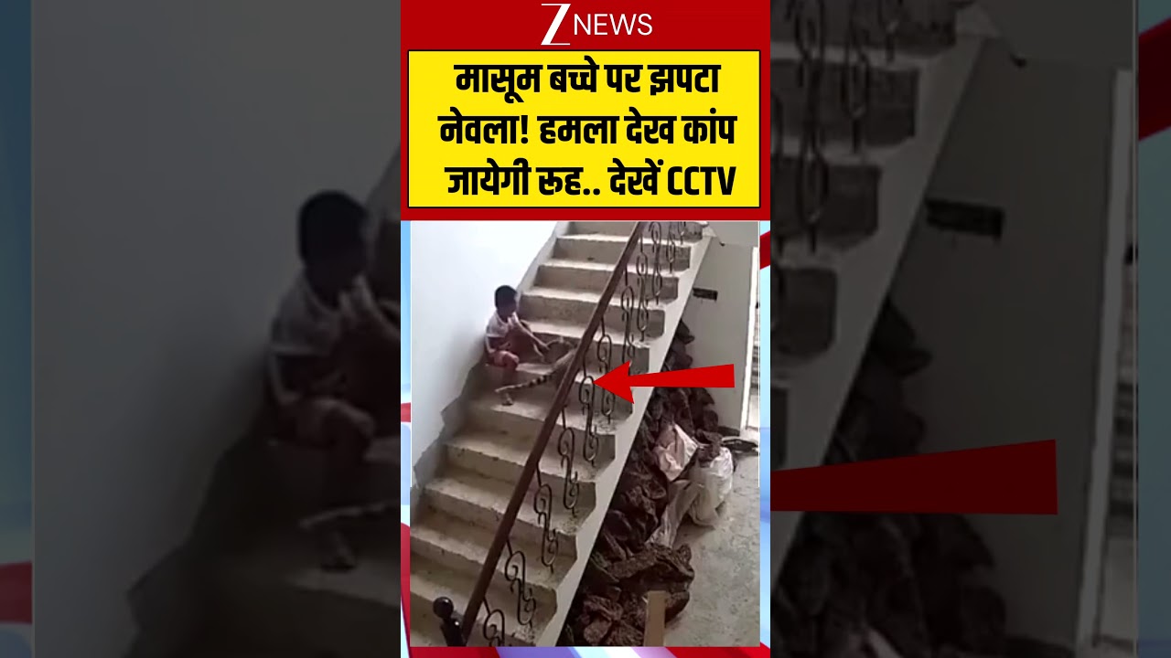 Viral CCTV: मासूम बच्चे पर झपटा नेवला! हमला देख कांप जायेगी रूह.. देखें CCTV